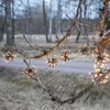 LED dekoratyvinė girlianda DEW DROP "GĖLYTĖS" šiltai balta
