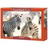 Castorland dėlionė Young Zebras 1000 det