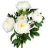 Emivela Bouquet of artificial flowers. peony. 50 cm
