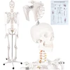 Human Skeleton - 170cm Glimz
