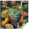 Cenega Vaizduotės dėlionė: Ernst Haeckel Jūros gyvūnai 1000 elementų