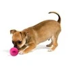 Dog Comets Stardust kamuoliukai šunims, rožiniai, 6 cm, 2 vnt