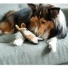 Outward Hound Invincibles Puppy žaislas šunims, 16 cm