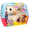 Little Live Pets Ouchies – šuniukas Cooper 26679