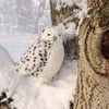 Rappa Pliušinė balta pelėda su besisukančia galva 28 cm ECO-F.