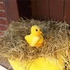 Rappa Plush chicken 14 cm ECO-FRIENDLY