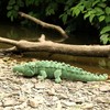 Rappa Plush crocodile 80 cm ECO-FRIENDLY