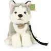 Rappa Plush Husky with leash 28 cm ECO-FRIENDLY