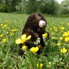 Rappa Plush mole 15 cm ECO-FRIENDLY