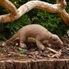 Rappa Pliušinis skujuotis 35 cm EKOLOGIŠKAS
