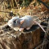 Rappa Pliušinis pelės žaislas 16 cm EKOLOGIŠKAS
