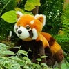 Pliušinis Rappa raudonasis panda 18 cm EKOLOGIŠKAS