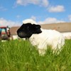 Rappa Plush sheep 27 cm ECO-FRIENDLY