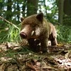 Rappa Pliušinis šernas 30 cm EKOLOGIŠKAS