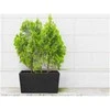 4Living Termo vazonas Patio 76 cm juodas