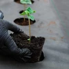 Springos Agrotekstilė nuo piktžolių 1,1x100 m