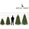 Springos Dirbtinė eglutė Royal Trees Sibiro eglė, 240 cm