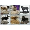 Kirptuvas brush for animals dog cat horse 10cm