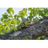 MAKEBUG 3D popierinė delionė Chameleonas, MB-D-0050