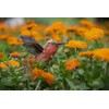 MAKEBUG 3D popierinė delionė Kolibris, MB-D-0058