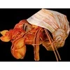 MAKEBUG 3D popierinė delionė Krabas atsiskyrėlis, MB-B-0008