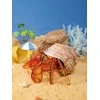 MAKEBUG 3D popierinė delionė Krabas atsiskyrėlis, MB-B-0008