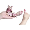 MAKEBUG 3D popierinė dėlionė Orchidėjinis maldininkas, MB-D-0052