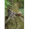 MAKEBUG 3D popierinė dėlionė Šokliavoriai, MB-D-0054