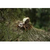 MAKEBUG 3D popierinė dėlionė Šokliavoriai, MB-D-0054