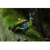 MAKEBUG 3D popierinė delionė Žaliasis povas, MB-D-0016