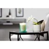 Chesapeake Bay Candle vidutinė žvakė – Balance &amp; Harmony (Waterlily Pear)
