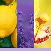 Yankee Candle Lemon Lavender Diffuser Blend, 10 ml