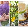 Drėkintuvas Yankee Candle Kvapų papildymas ScentPlug prietaisui – Lemon Lavender (2vnt)