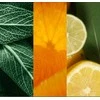 Yankee Candle Yankee žvakė „Salvia &amp; Citrus“ 122 g