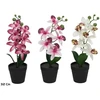 Dirbtinė orchidėja vazone 32 cm, 8,5x8,5x28 cm, LITO