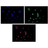 LED muzikinė naktinė lemputė su projektoriumi "Grybas"
