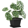 Augalų vazonai 24 pcs Juoda 43 x 43 x 335 cm Plastmasė