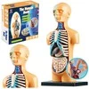 Lean Toys Anatominis žmogaus kūno modelis