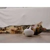 Katės žaislas: Placek Cat Epic Pet besisukančios plunksnos 8 cm