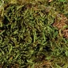 Trixie Moss, substratas drėgniems terariumams, 200 g