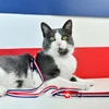 „Dashi“ dryžučių katės pakinktų ir pavadėlio komplektas – raudonas ir mėlynas, patogus, reguliuojamas dizainas
