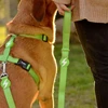 Dashi tvirtas diržas „Solid Back Harness“ žalias – reguliuojamas „Guard Dog“ diržas, vidutinio dydžio, patvarus dizainas