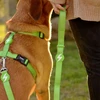 Dashi tvirtas diržas „Solid Back Harness“ žalias – reguliuojamas „Guard Dog“ diržas, vidutinio dydžio, patvarus dizainas