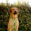 Dashi tvirtas diržas „Solid Back Harness“ žalias – reguliuojamas „Guard Dog“ diržas, vidutinio dydžio, patvarus dizainas