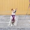Dashi Unicorn Neo Mesh pakaitė – Dvipusė neopreno, be slėgio dizaino, su vienaragio raštu, maži dydžio – Dashi
