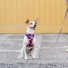Dashi Unicorn Neo Mesh pakaitė – Dvipusė neopreno, be slėgio dizaino, su vienaragio raštu, maži dydžio – Dashi
