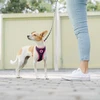 Dashi Unicorn Neo Mesh pakaitė – Dvipusė neopreno, be slėgio dizaino, su vienaragio raštu, maži dydžio – Dashi