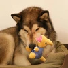 Dashi Žaislas „Parry Dino Toy“ – ėdalo angą turintis žaislas dinozauro formos, mėlynos ir geltonos spalvos, patvarus dizainas. Dashi