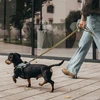 Julius-K9 Daugiaspalvis Leopardinės juostos pavadėlis 120cm – Neopreninė rankena, geltonas ir turkio