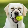 PetSafe Easy Walk Šuo Galvos Pavadėlis Juodas – Reguliuojamas šunų antkaklis su pavadėliu, mažas dydis